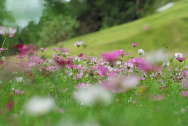Spring flowers beside a lush green slope, echoing the beauty of Augusta during The Masters.